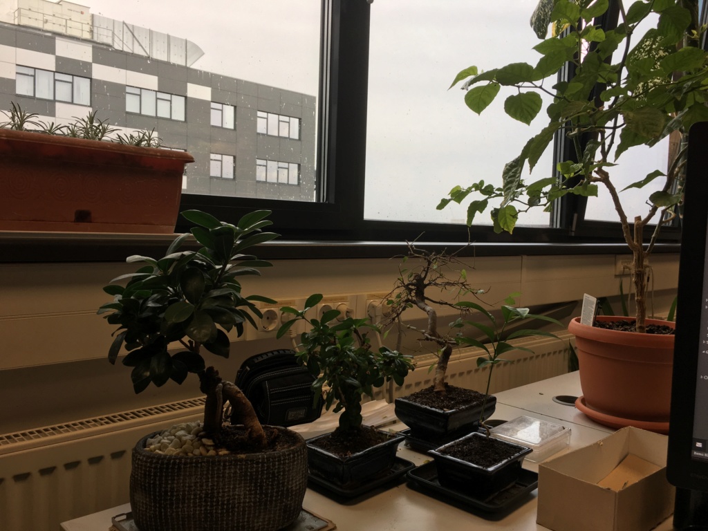 Chinese elm bonsai in dire need. Img_1415