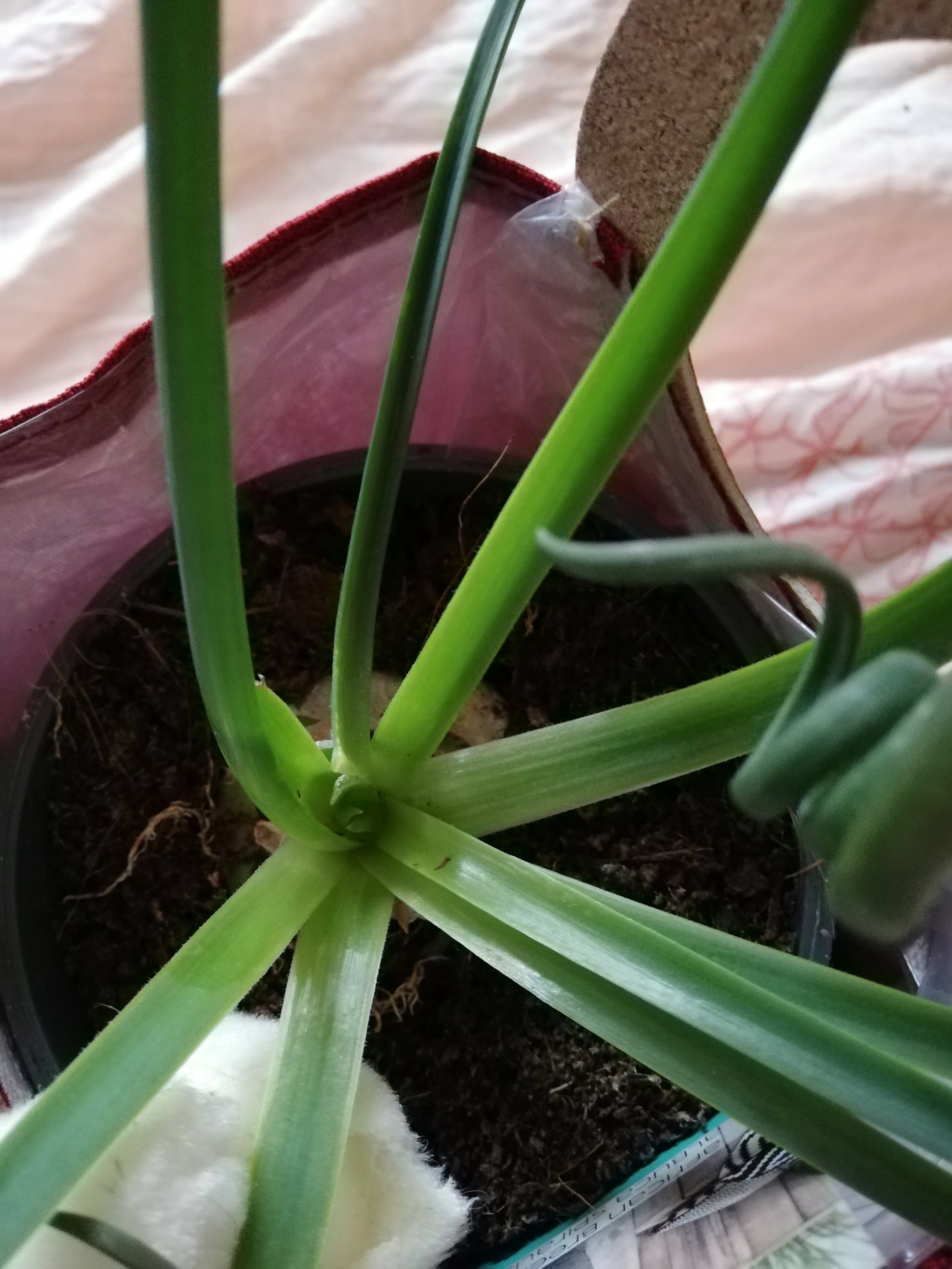 Albuca spiralis Img_2025