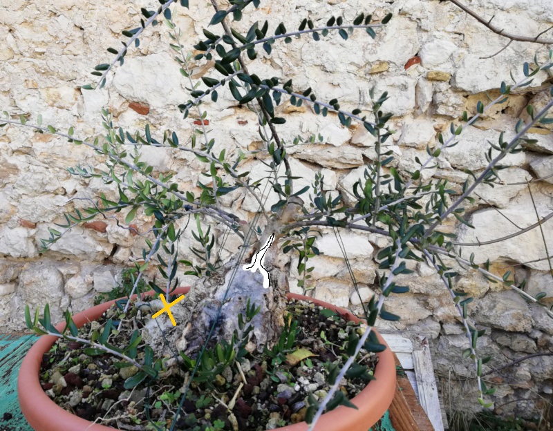 Lavorazione del secco di olivastro: sabamiki o cos'altro? Olivas10