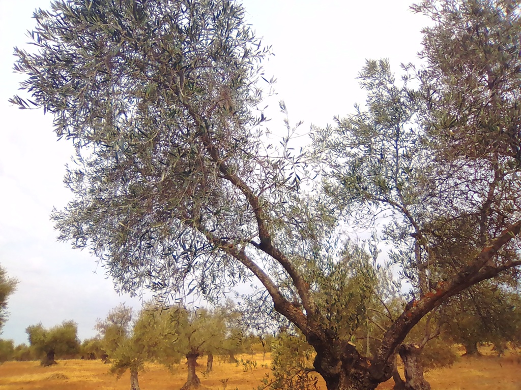 Análisis foliar julio 2019 - santiduquer Valle del Guadiato (Córdoba) Img_2014