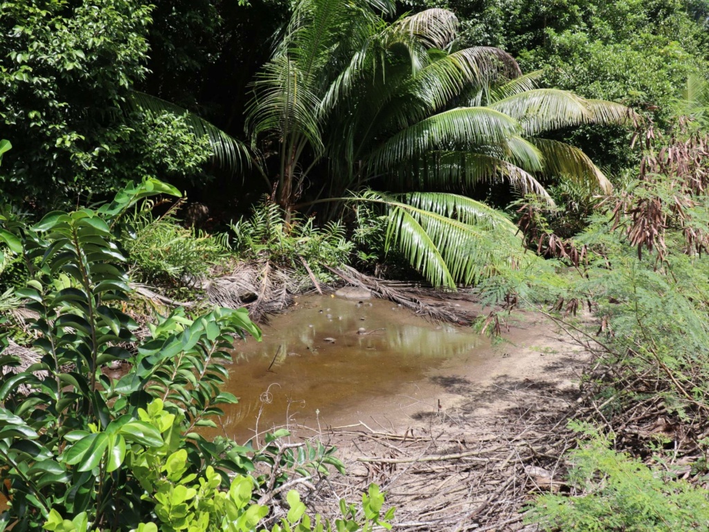 Quelle est cette plante des Seychelles? Capter11