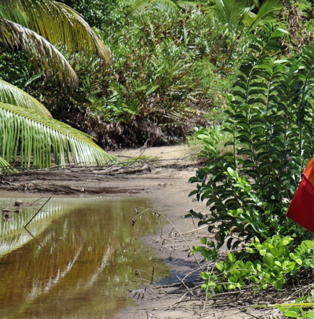 Quelle est cette plante des Seychelles? Nouv-t10