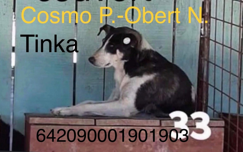 TINKA - (Cosmo P. Obert N) - rapatriement Marius  04/01/2021 - chip ✅ 12887710