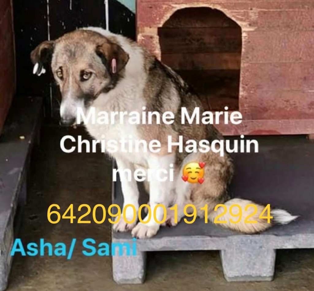 ASHA ✅   - (Marie Christine HASQUIN) - sauvetage du 23/03/21  - chip ok en famille accueil 46 - adoptée par M.T. Mougenot dans le 46 16331010