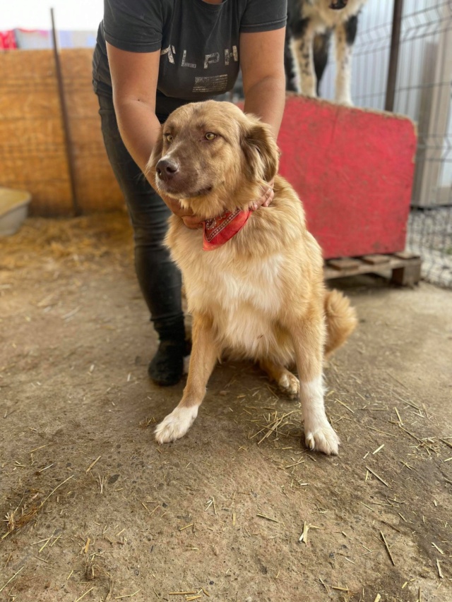 LENA - chien Nicoleta adoptée par Elise L. dans le 59 24555910