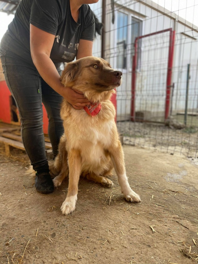 LENA - chien Nicoleta adoptée par Elise L. dans le 59 24585810