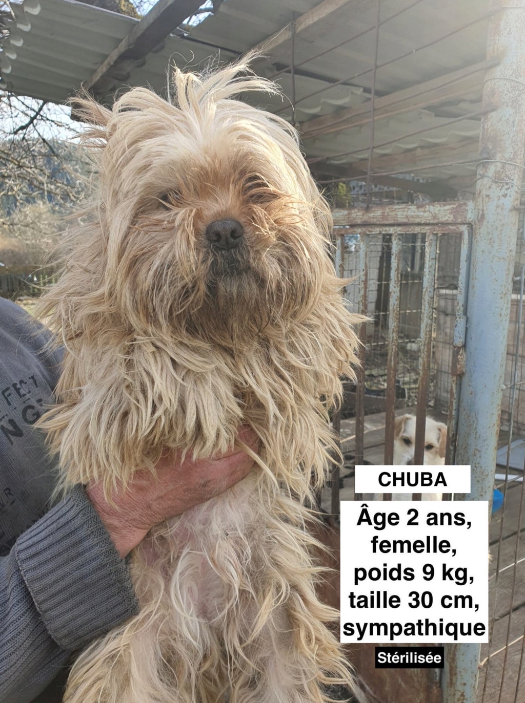 CHUBA - femelle 2 ans environ 9kg - Costica (en fugue)  Chuba_10