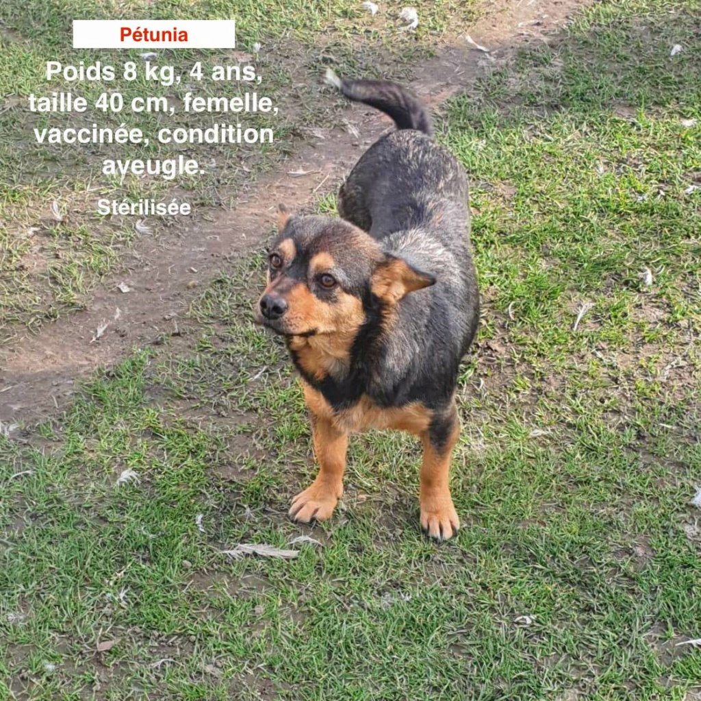 PETUNIA - femelle 4 ans aveugle 8 kg (réservée) Femell13