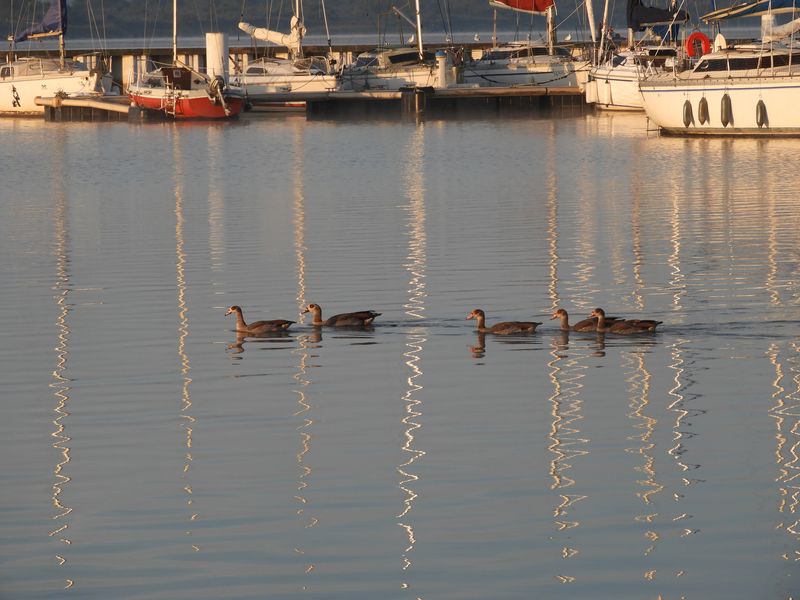 Lac de Madine 5112