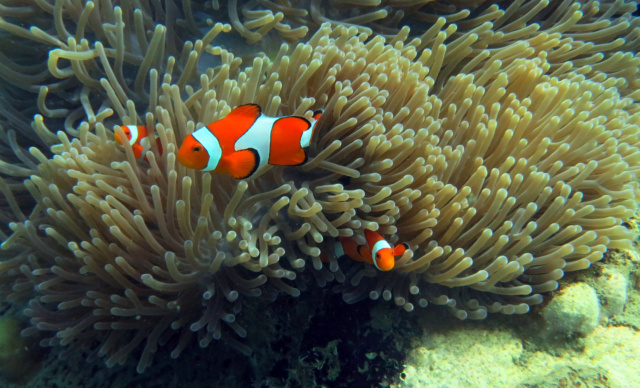 Une vidéo pour la sauvegarde des coraux Img_8412