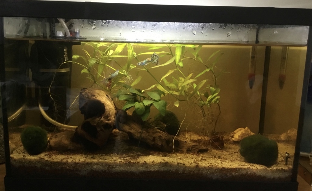 Mon aquarium 20L 98861e10