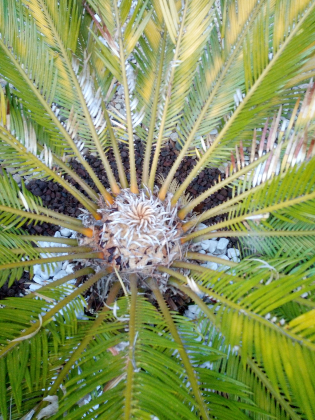 Probleme sur cycas Img_2012