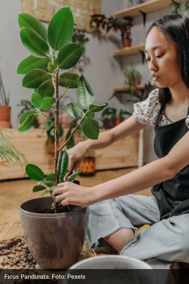 Conoce el motivo por el las plantas con hojas XXL son tendencia Scre1901