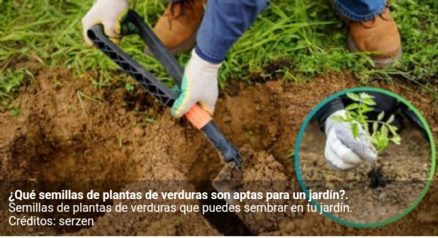 3 semillas de verduras para plantar en tu jardín casero Scre2184