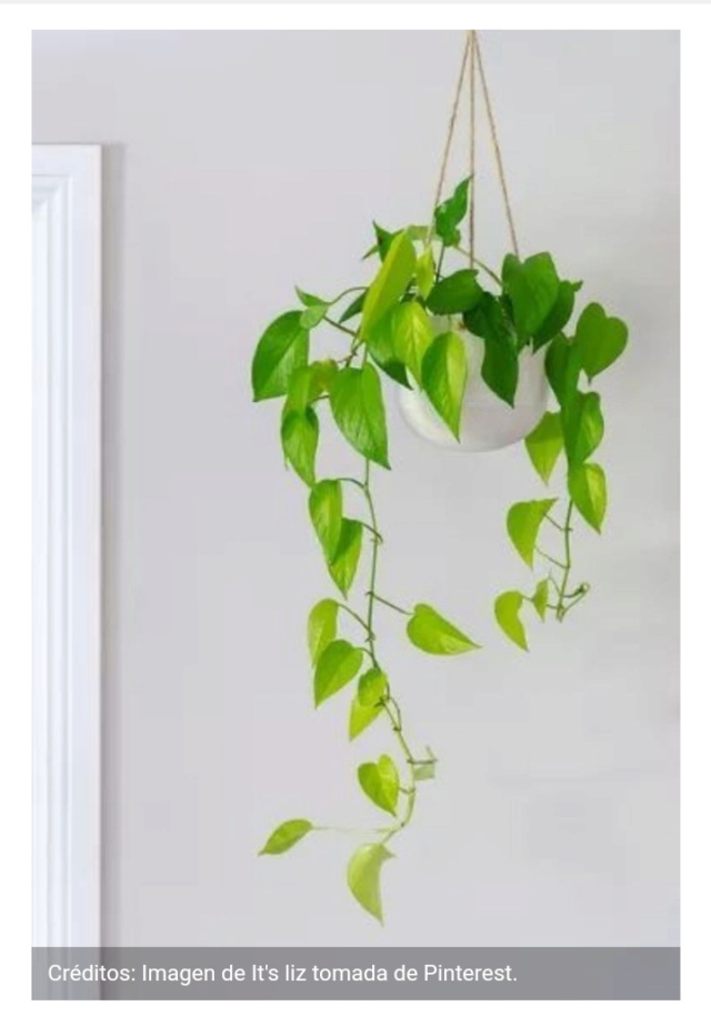 Las mejores plantas pequeñas para decorar el baño: purifican el aire y absorben la humedad Scre2333