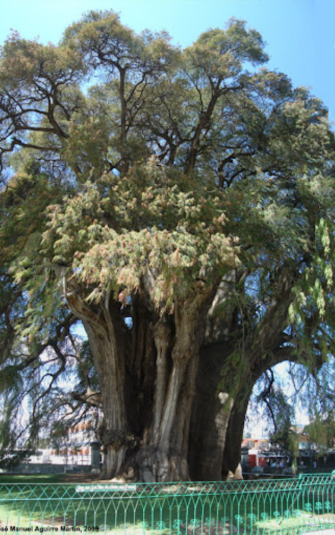 El árbol del Tule Scree382