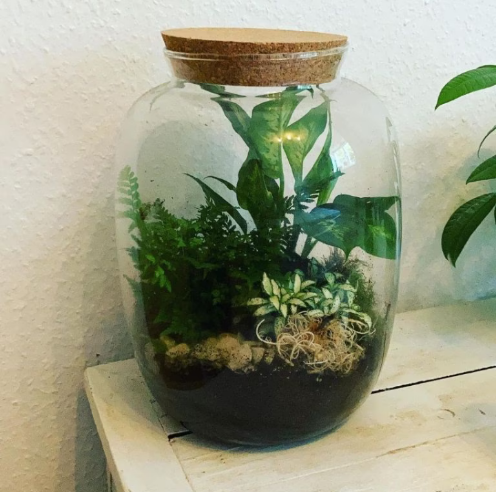 ¿Cómo hacer un terrario eterno con plantas y suculentas? (PASO A PASO) Scree387