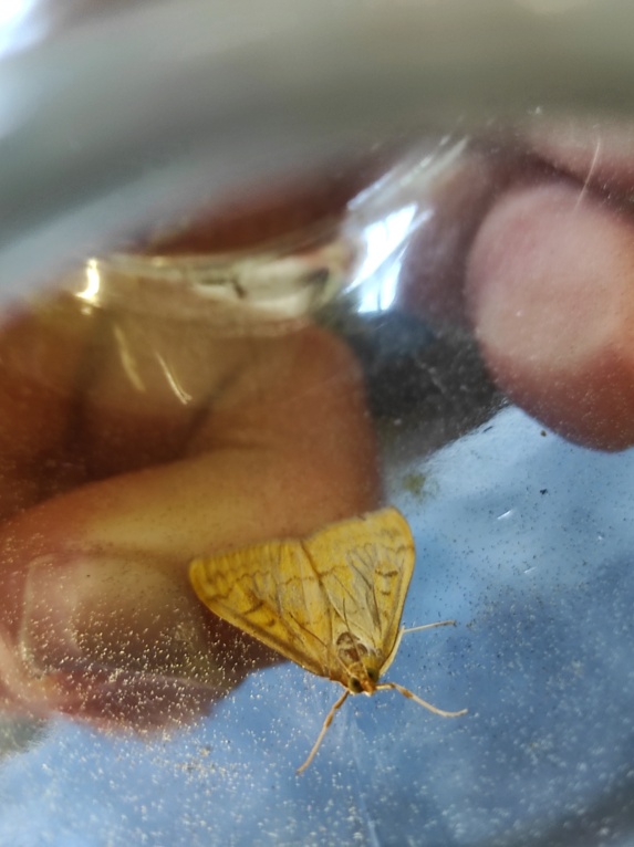 Heterocère pour identification : Ostrinia nubilalis 16257410