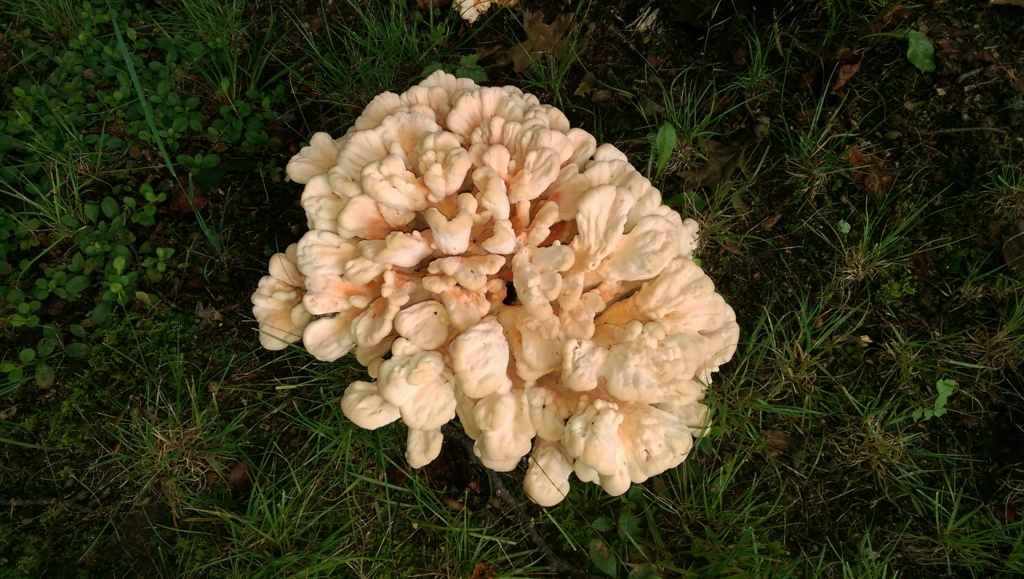 Any mushroom hunters out there? Imag1310