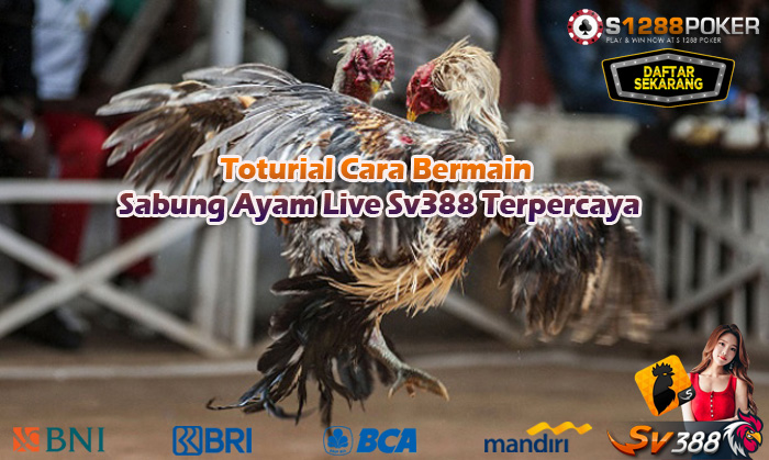 Toturial Cara Bermain Sabung Ayam Live Sv388 Terpercaya A210