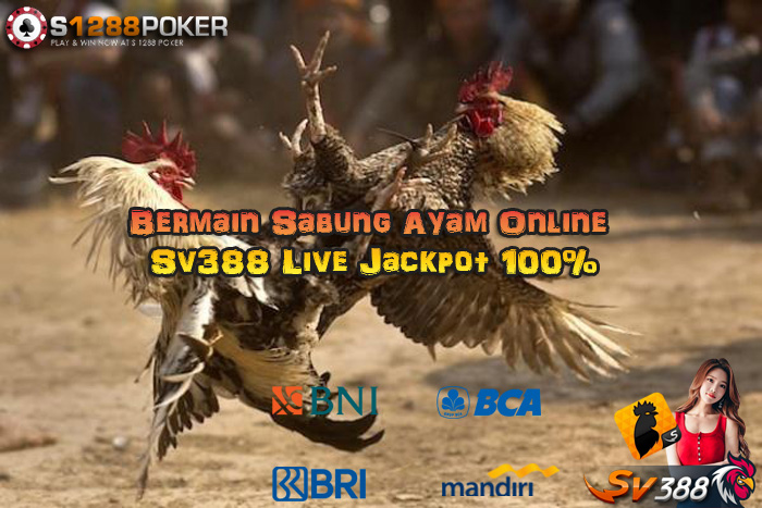 Bermain Sabung Ayam Online Sv388 Live Jackpot 100% Af11