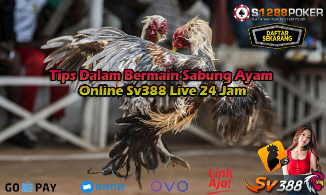 Tips Dalam Bermain Sabung Ayam Online Sv388 Live 24 Jam Af13