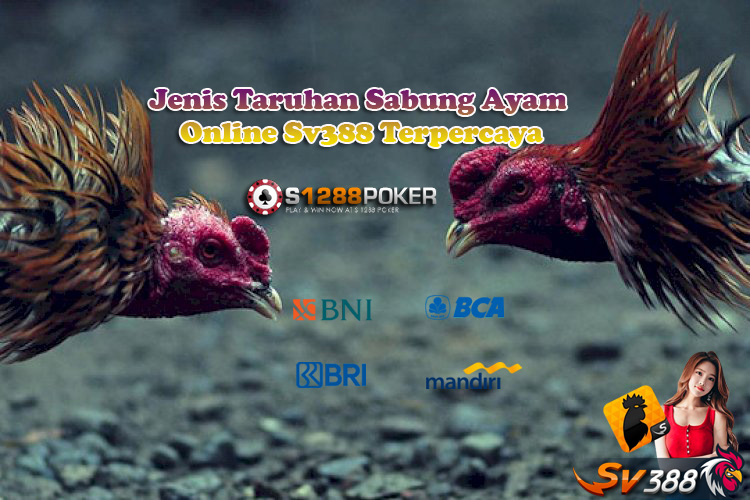 Jenis Taruhan Sabung Ayam Sv388 Terpercaya Am10