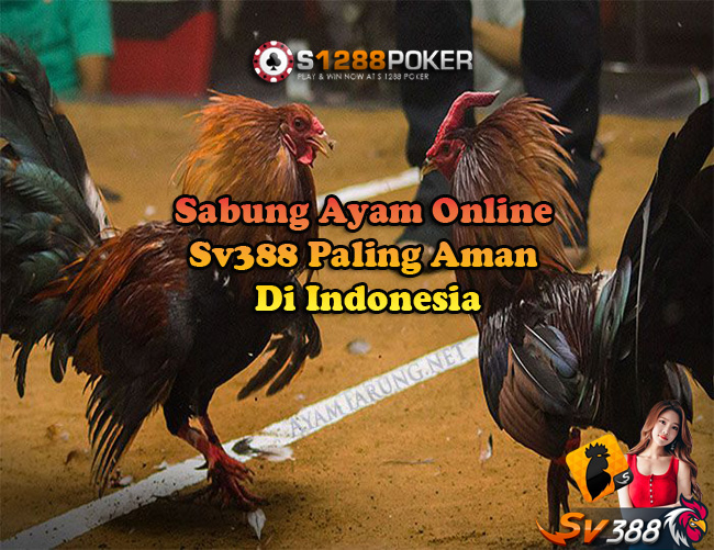 Sabung Ayam Online Sv388 Paling Aman Di Indonesia Ap10