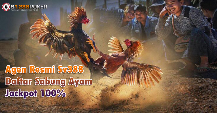 Agen Resmi Sv388 Daftar Sabung Ayam Jackpot 100% Aw10