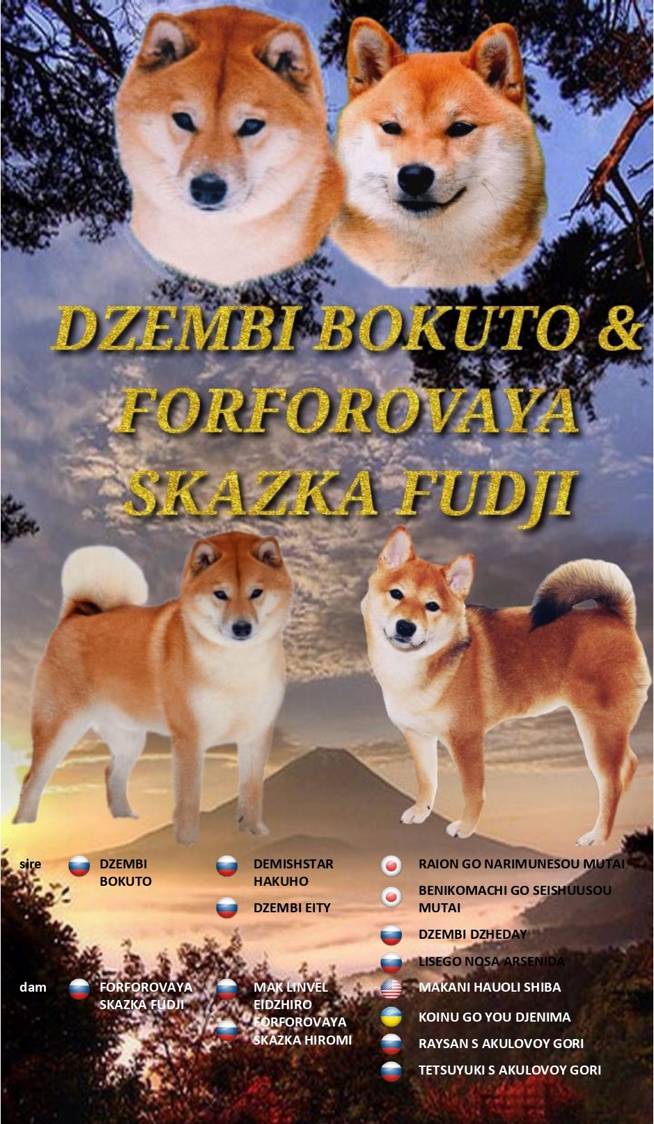 Предлагаются очаровательные щенки Сиба ину от пары DZEMBI BOKUTO & FORFOROVAYA SKAZKA FUDJI. Aaau_10