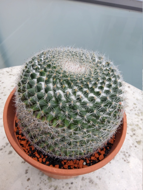 Please help with ID of  these  mammillaria  Mammil18