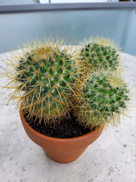 Please help with ID of  these  mammillaria  Mammil19