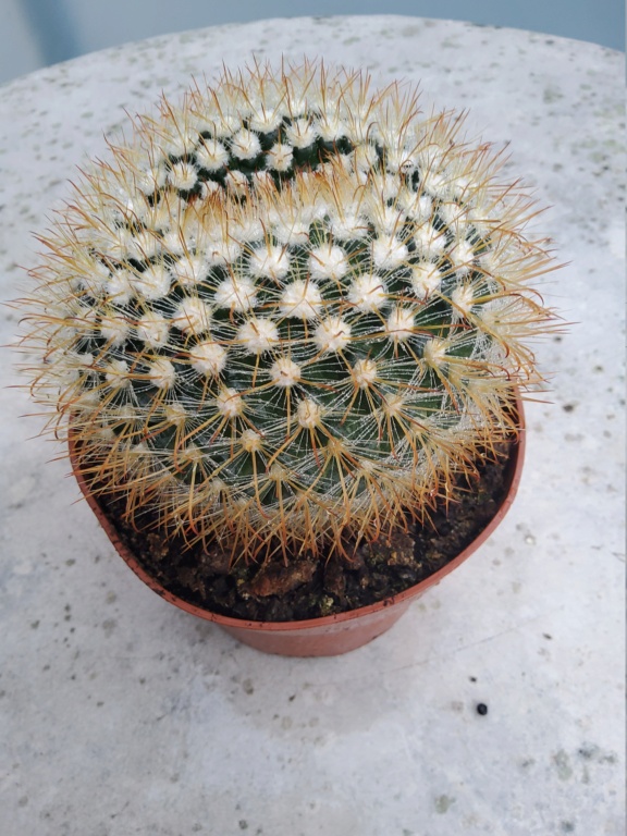 Please help with ID of  these  mammillaria  Mammil20