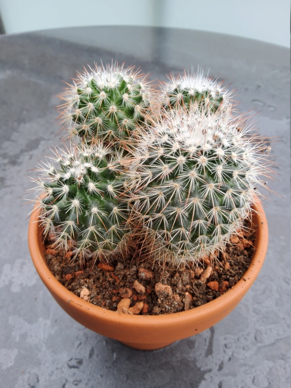 Please help with ID of  these  mammillaria  Mammil21