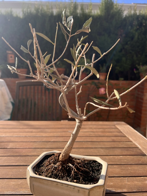 bonsái - Entrando en el mundo bonsai 3d686510
