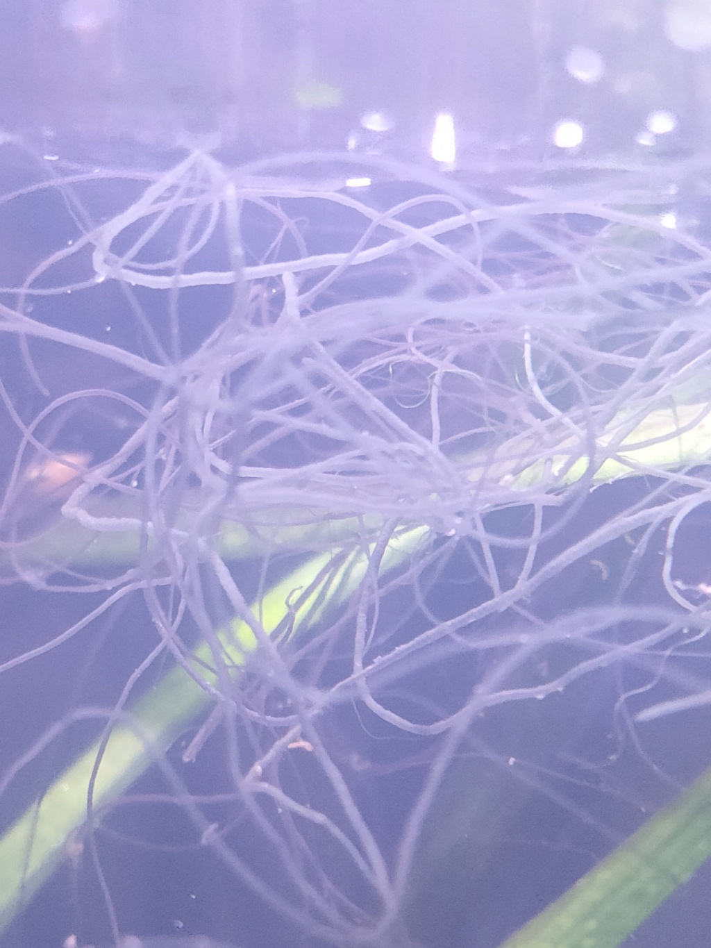 Algue inconnue dans mon aquarium  Img20210