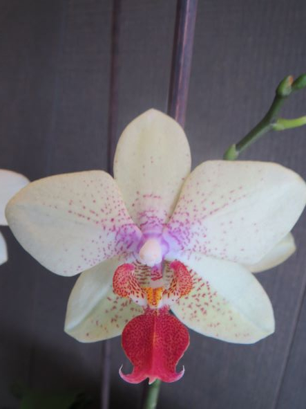 Phalaenopsis hybride x sûrement très commun ;-) 910