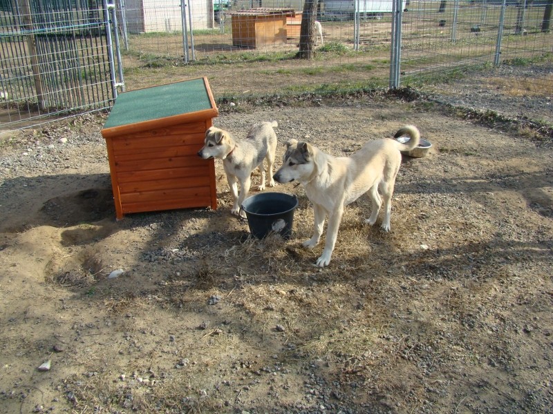 ROXY croisée berger HUSKY (f) née en juin 2012 - Asso :26  ADOPTEE 02_tit10