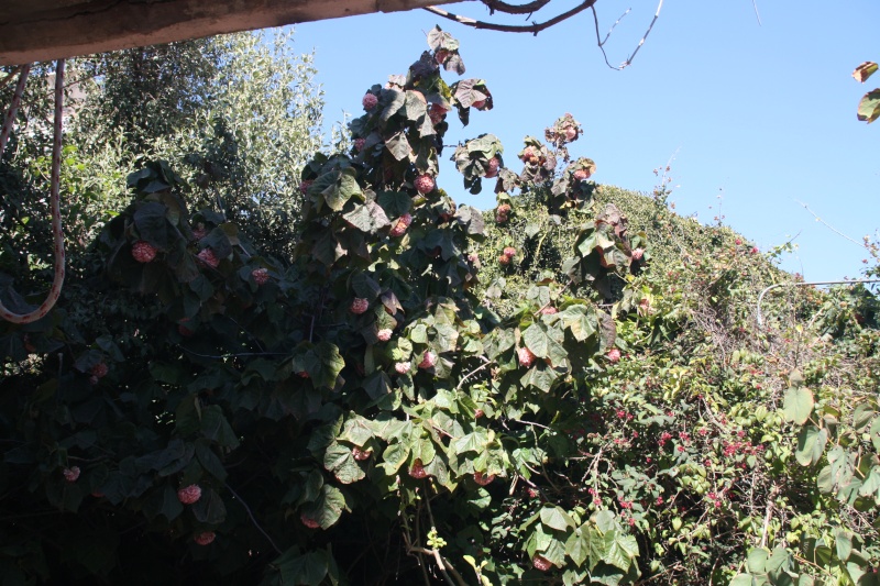 Dombeya x cayeuxii , un bel hivernal délicat Dombey12