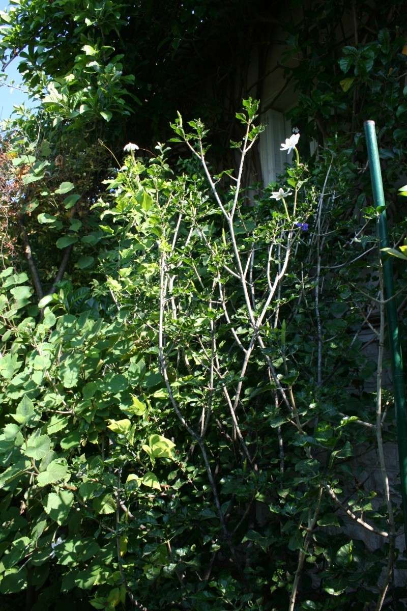 Gardenia Thunbergia en pot Garden10