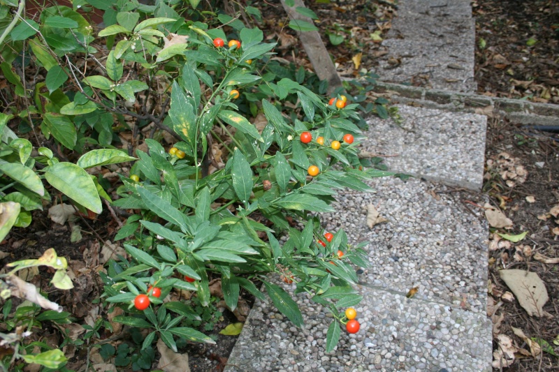 graines de solanum Solanu10