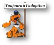 BOUDY - beagle 10 ans (5 ans de refuge)- Spa Basse Normandie à Verson (14) Adopti10