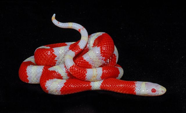 Les différentes phases des Lampropeltis Albino10