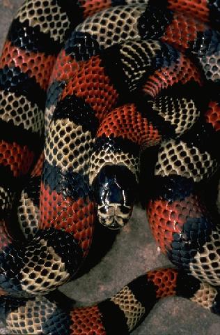 Les différentes phases des Lampropeltis Triang12