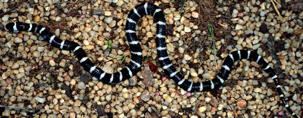 Les différentes phases des Lampropeltis Zonata11