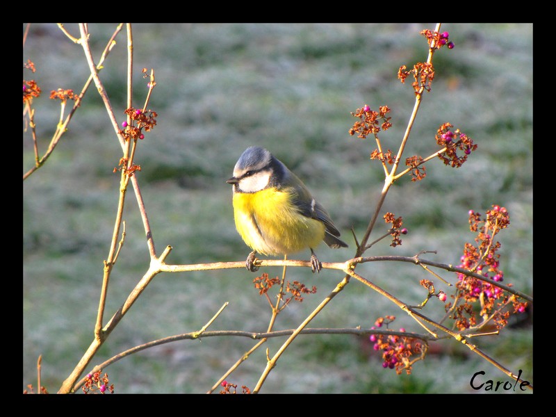 Photos d'oiseaux [Carole] - Page 8 26_12_10