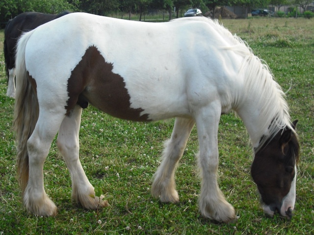 Irish cob de Bretagne - 19/06/2010 Aran410