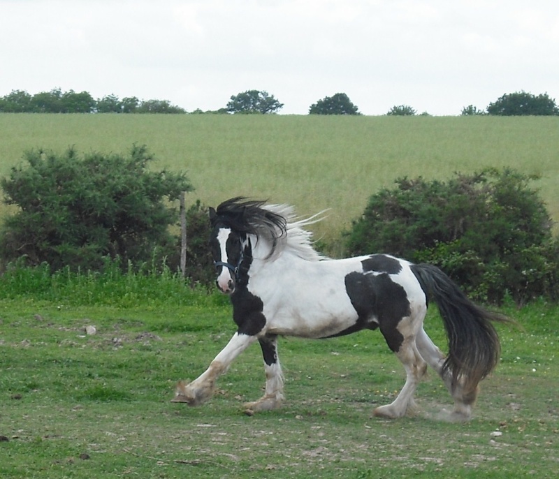 [ Ma recherche ] Irish Cob  - Page 2 Siok10