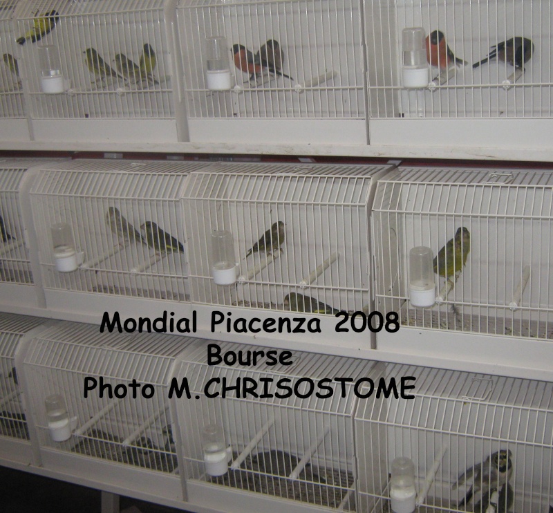 Mondial Piacenza 2009 Mondia11