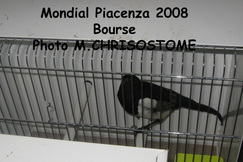 Mondial Piacenza 2009 Mondia12